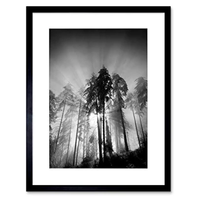 Image of Wee Blue Coo Trees Light Fog Black White Art Framed Wall Print