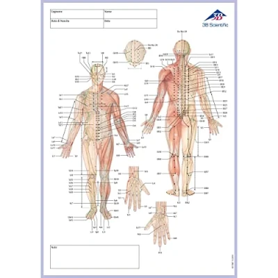 Image of 3B Scientific 1017887 Acupuncture Medridian Notepad, IT