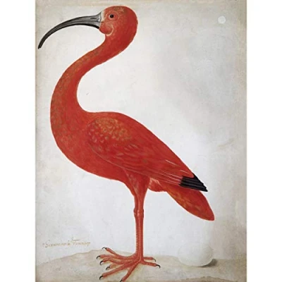 Image of Artery8 Merian Scarlet Ibis Bird With Egg Skin Painting Large Wall Art Poster Print Thick Paper 18X24 Inch