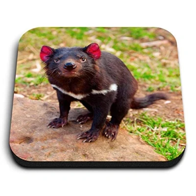 Image of 1 x Square MDF Fridge Magnet Cute Tasmanian Devil Animal 2201