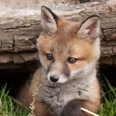 Image of Fox cub greeting card with sound. Plays noise when opened. Great gift for animal lovers.