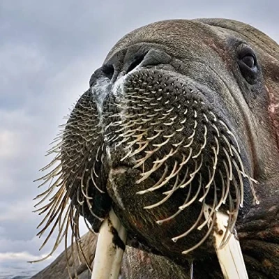Image of Wildlife Photographer of the Year Mister Whiskers Blank Greeting Card with Envelope