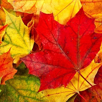 Image of 20 Napkins Autumn Leaves in Red/Yellow/Autumn/Leaves/Leaves 33 x cm