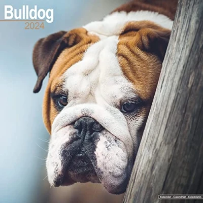 Image of Bulldog Calendar 2024 Square Dog Breed Wall 16 Month