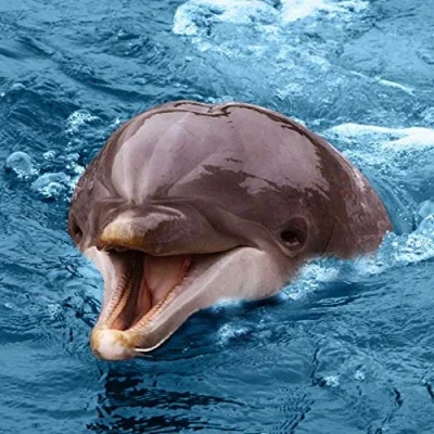Image of Bottlenosed Dolphin Greeting Card with SOUND. Animal noise plays when you open this card. Blank on the inside making it perfect for many occasions and a unique gift idea.