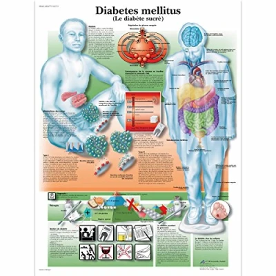 Image of 3B Scientific Anatomical Board