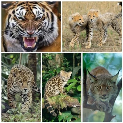 Image of Edition Colibri 3D Postcard Set with Wild Cats as Party Bags for Children&#039;s Birthdays, 5 Different Lenticular Postcards