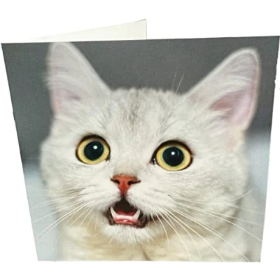 Image of Maturi White Cat Photographic Blank Birthday Greetings Card, 15.5 x cm