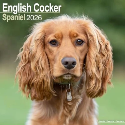 Image of English Cocker Spaniel Calendar 2026