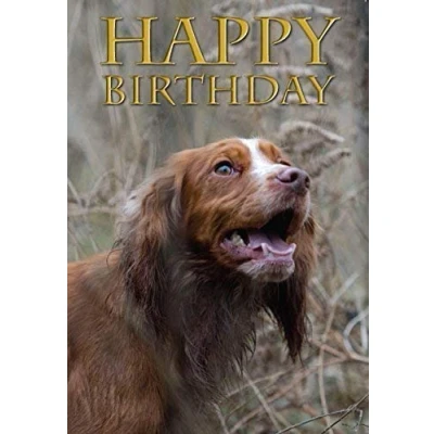 Image of Working Cocker Spaniel dog Birthday Card. Perfect for people who like cockers, shooting and field sports. By Charles Sainsbury Plaice