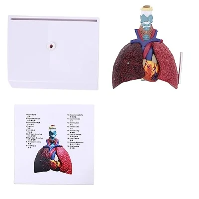 Image of Life Size Human Lung Model Anatomical Respiratory System Anatomy Teaching Tool Skull