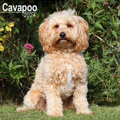 Image of Cavapoo Calendar 2024 Square Dog Breed Wall 16 Month