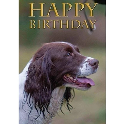 Image of Springer Spaniel dog Birthday Card. Perfect for people who like springers, shooting and field sports. By Charles Sainsbury Plaice