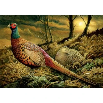 Image of Pheasant greeting card. Evening glow by Dick Twinney
