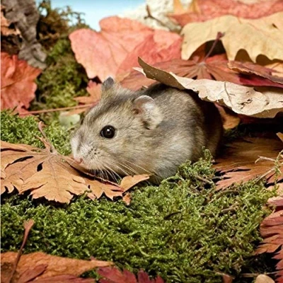 Image of Hamster greeting card with sound. Plays noise when opened. Great gift for small pet lovers.