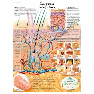 Image of 3B Scientific anatomical board