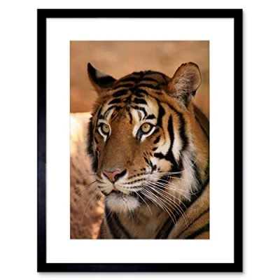 Image of Wee Blue Coo Tiger Animal Nature Cat Art Framed Wall Print
