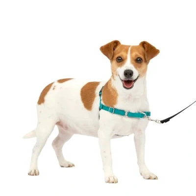 Image of PetSafe Easy Walk No Pull Dog Harness The Ultimate to Help Stop Pulling Take Control &amp; Teach Better Leash Manners Helps Prevent Pets on Walks, Small, Teal/Gray