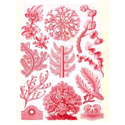 Image of Wee Blue Coo Haeckel Plate 65 Red Algae Large Wall Art Poster Print Thick Paper 18X24 Inch
