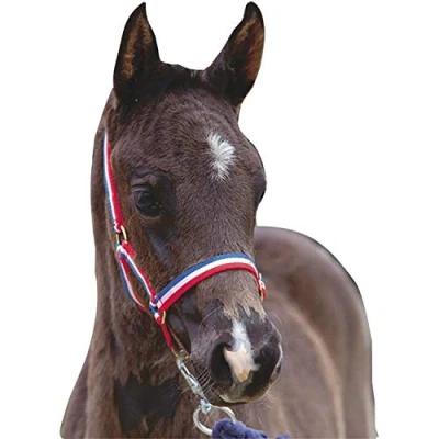 Image of Roma Foal Headcollar: Blue