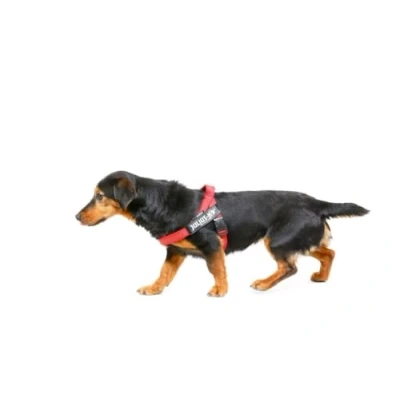 Image of Julius K9 16IDC M R 2015 IDC Color &amp; Gray Belt Harness for Dogs, Size Mini, Red