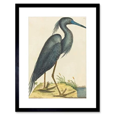 Image of Wee Blue Coo Catesby Heron Artwork Framed Wall Art Print 12X16 Inch