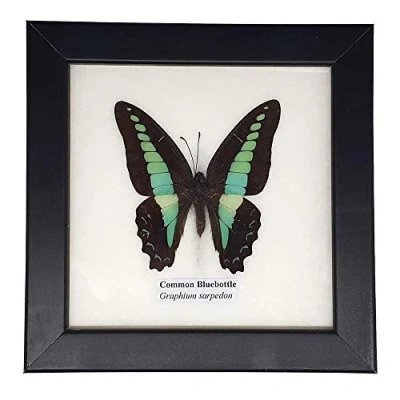Image of VIE Taxidermy Butterfly, Single, Assorted, Mounted Under Glass, 12.5x12.5cm
