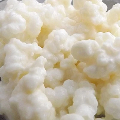 Image of ® 10g UKAS LAB Tested Large portion of Certified Organic Kefir Grains for Goats milk Coconut Oats Hazelnut Soy by Kombuchaorganic®