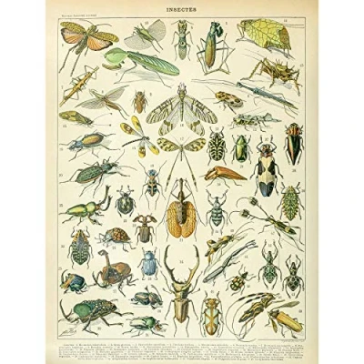 Image of Artery8 Millot Encyclopedia Page Insects Beetles Premium Wall Art Canvas Print 18X24 Inch