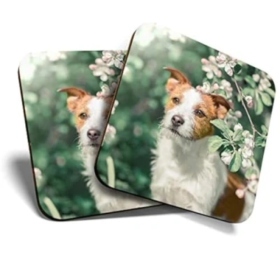 Image of 2 x Square Coasters Jack Russell Terrier Dog Blossom Cork Backed Home Kitchen Accessory Tea Coffee Mug Mat #45421