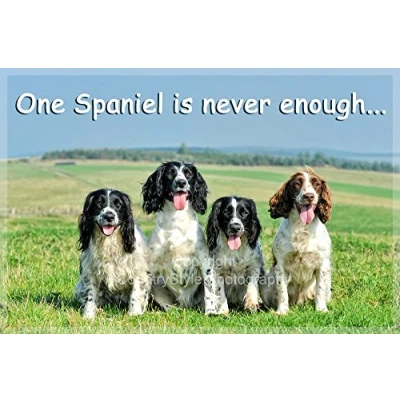 Image of Sprocker &amp; Springer Spaniel Fridge Magnet Birthday or Christmas gift for the lover