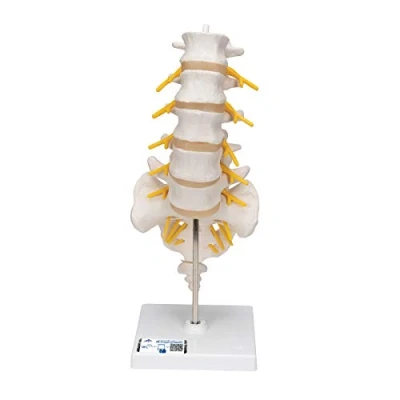 Image of 3B Scientific Lumbar Spinal Column + free Anatomy App Smart