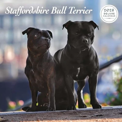 Image of Staffordshire Bull Terrier 2025 Deluxe Calendar