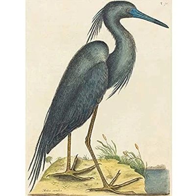 Image of Wee Blue Coo Catesby Heron Unframed Wall Art Print Poster Home Decor Premium