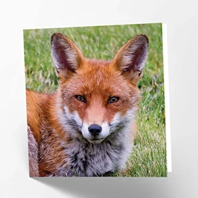 Image of Maturi Fox Photographic Blank Birthday Greetings Card, 15.5 x cm