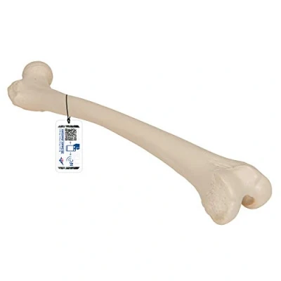 Image of 3B Scientific A35/1 Femur Model + free Anatomy App Smart