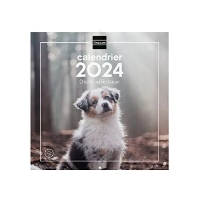 Image of Finocam Wall pictures calendar 30x30 for note 2024 January December (12 months) French puppies
