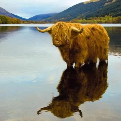 Image of Noel Tatt General Male/Female Blank/Birthday RSPCA Charity Card for Men/Women &#039;Highland Cow Standing in Loch&#039; Eco Friendly &amp; Recyclable