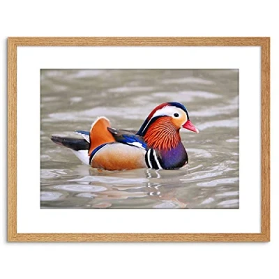 Image of Wee Blue Coo ANIMAL PHOTO BIRD MALE MANDARIN DUCK FRAMED ART PRINT POSTER F97X11786