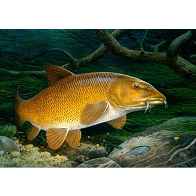 Image of Freshwater fish fishing greeting card. Barbel by Maurice J Pledger