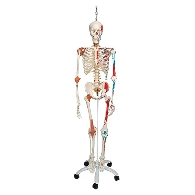Image of 3B Scientific Human Anatomy Skeleton Model Sam with Muscles and Ligaments, on Hanging Stand A13/1 Free App Smart