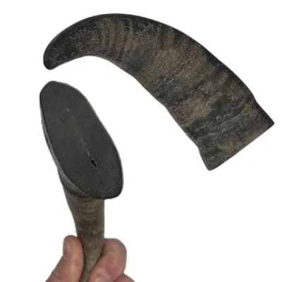 Image of Ace Antlers Buffalo Cow Horn Dog Chew Size Large (L)