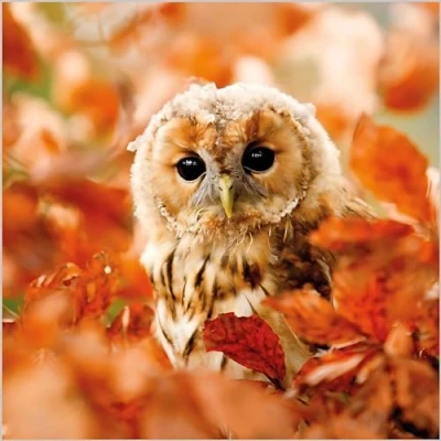 Image of Birthday/Blank Greeting Card for Him/Her Male/Female Tawny Owl BBC Springwatch General Suitable Any Occasion Made in the UK Eco Friendly