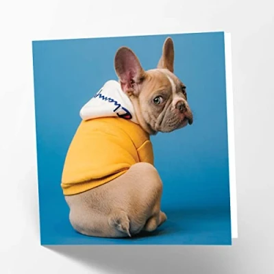 Image of Maturi French Bulldog Dog Photographic Blank Birthday Greetings Card, 15.5 x cm