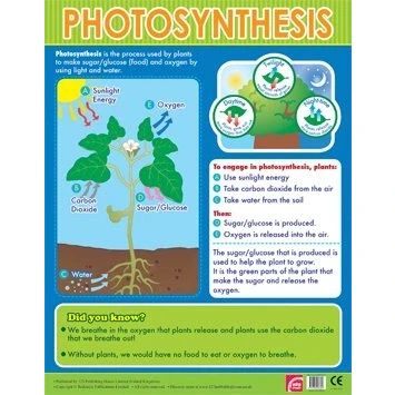 Image of Easy2Learn Photosynthesis Learning Chart School Poster