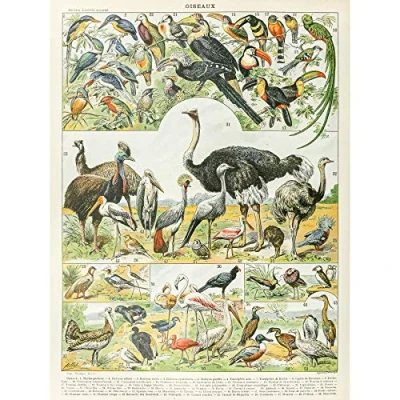 Image of Artery8 Millot Encyclopedia Page Birds Ostrich Emu Large Wall Art Poster Print Thick Paper 18X24 Inch