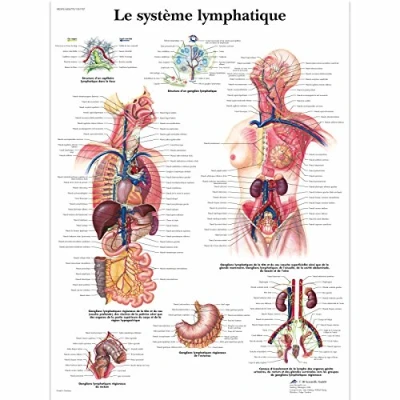 Image of 3B Scientific VR2392UU Anatomical Chart &quot;Le Système Lymphatique&quot;, Paper Version