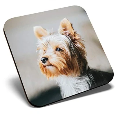 Image of Great Single Coaster Square Yorkshire Terrier Small Dog Puppy Glossy Quality Coasters Tabletop Protection for Any Table Type #46520