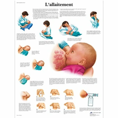 Image of 3B Scientific Anatomical Board