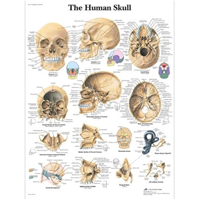 Image of 3B Scientific VR1131UU Human Anatomy Skull Chart, Paper Version